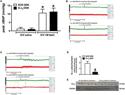 Sensory Afferent Renal Nerve Activated Gαi2 Subunit Proteins Mediate the Natriuretic, Sympathoinhibitory and Normotensive Responses to Peripheral Sodium Challenges